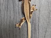 Crested gecko Lilly white - nuotraukos Nr. 12