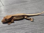 Crested gecko Lilly white - nuotraukos Nr. 13