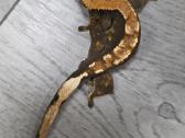 Crested gecko - nuotraukos Nr. 10