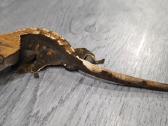 Crested gecko - nuotraukos Nr. 11