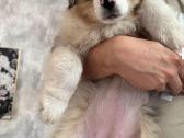 Aussi blue merle mergaite,blue eyes