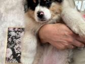 Aussi blue merle mergaite,blue eyes - nuotraukos Nr. 2