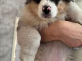 Aussi blue merle mergaite,blue eyes - nuotraukos Nr. 4