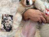 Aussi blue merle mergaite,blue eyes - nuotraukos Nr. 5