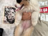 Aussi blue merle mergaite,blue eyes - nuotraukos Nr. 6