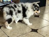 Aussi blue merle mergaite,blue eyes - nuotraukos Nr. 7