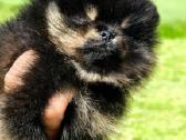 Berniukas(black &town)ir cream mergaite,tikras Pom - nuotraukos Nr. 4
