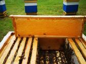 Medus, pikis (propolis), bičių duonelė, vaškas