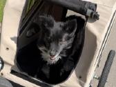 Dviračio Priekaba Augintiniams Croozer Dog - nuotraukos Nr. 3