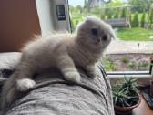 Cream tabby berniukas. - nuotraukos Nr. 4