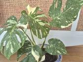 Kambarine gele " Monstera deliciosa Variegata".