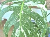 Kambarine gele " Monstera deliciosa Variegata". - nuotraukos Nr. 2