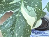 Kambarine gele " Monstera deliciosa Variegata". - nuotraukos Nr. 3