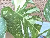 Kambarine gele " Monstera deliciosa Variegata". - nuotraukos Nr. 4