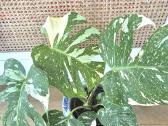 Kambarine gele " Monstera deliciosa Variegata". - nuotraukos Nr. 5