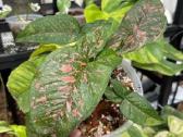 Syngonium