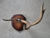 Natūralus stirnino ragas ant medinio skydelio