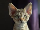 Devon rex