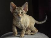 Devon rex - nuotraukos Nr. 2