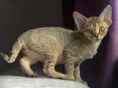 Devon rex - nuotraukos Nr. 3