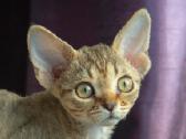 Devon rex - nuotraukos Nr. 4