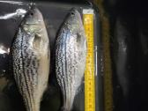 Dryzuotasis ešerys stripped Bass auga 4-7 kg - nuotraukos Nr. 3