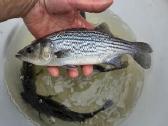 Dryzuotasis ešerys stripped Bass auga 4-7 kg - nuotraukos Nr. 2