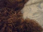 Red Toy poodle Princess. - nuotraukos Nr. 4