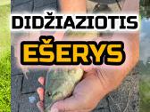 Largemouth bass šiaurės Amerikos ešeriai zuvys