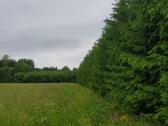 Parduodu sodyba,juodaiciai,misiunu km. 9,5ha - nuotraukos Nr. 6