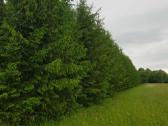 Parduodu sodyba,juodaiciai,misiunu km. 9,5ha - nuotraukos Nr. 7