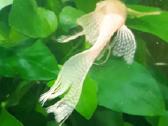 Akvariumo žuvytes - nuotraukos Nr. 6