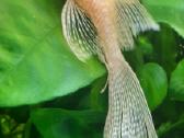 Akvariumo žuvytes - nuotraukos Nr. 7