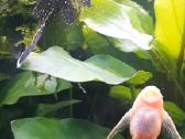 Akvariumo žuvytes - nuotraukos Nr. 2