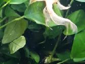 Akvariumo žuvytes - nuotraukos Nr. 13