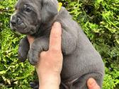 Cane Corso šuniukai su Fci dokumentais