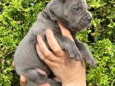 Cane Corso šuniukai su Fci dokumentais - nuotraukos Nr. 2