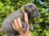 Cane Corso šuniukai su Fci dokumentais - nuotraukos Nr. 3