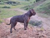 Cane Corso šuniukai su Fci dokumentais - nuotraukos Nr. 4