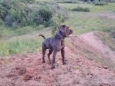 Cane Corso šuniukai su Fci dokumentais - nuotraukos Nr. 5