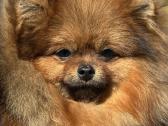 Pomeranijos špicas Escort