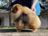 Pomeranijos špicas Escort - nuotraukos Nr. 2