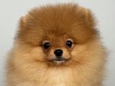 Pomeranijos špicas Kambyses