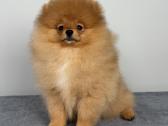 Pomeranijos špicas Kambyses - nuotraukos Nr. 2