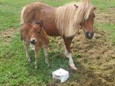Poni kumelaitė su kumeliuku ir atvežimu - nuotraukos Nr. 3