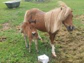 Poni kumelaitė su kumeliuku ir atvežimu - nuotraukos Nr. 4
