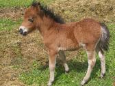 Poni kumelaitė su kumeliuku ir atvežimu - nuotraukos Nr. 5