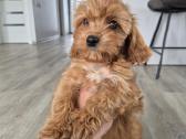 Cavapoo