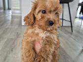 Cavapoo - nuotraukos Nr. 2