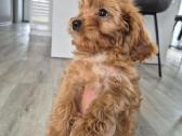 Cavapoo - nuotraukos Nr. 3